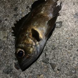 小物釣り