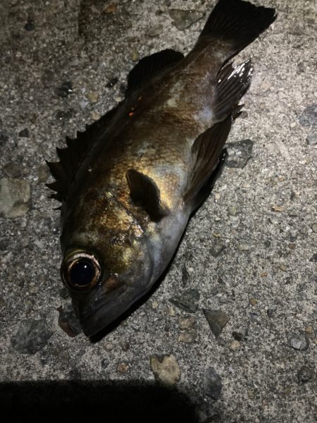 小物釣り