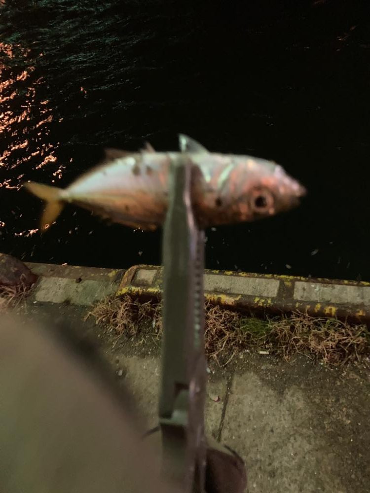 寒くてもアジは元気