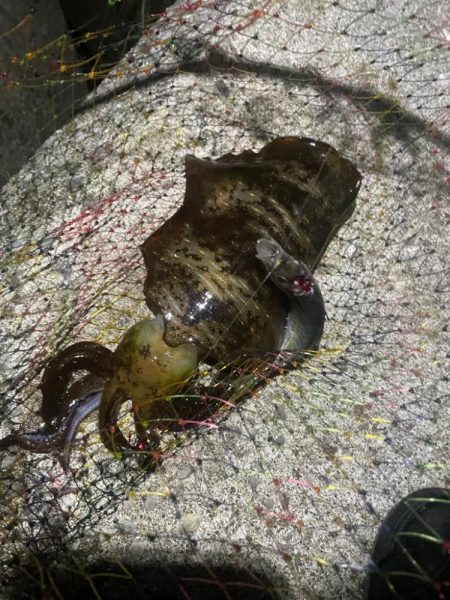 イカ釣り