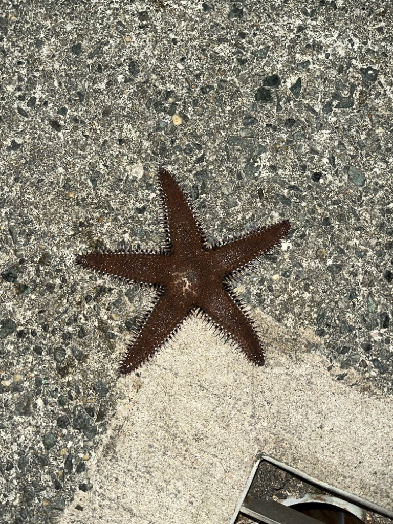 まさかのカニカニ🦀