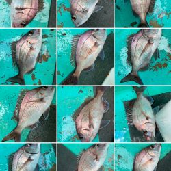 ひとつテンヤ真鯛、大原沖午後便