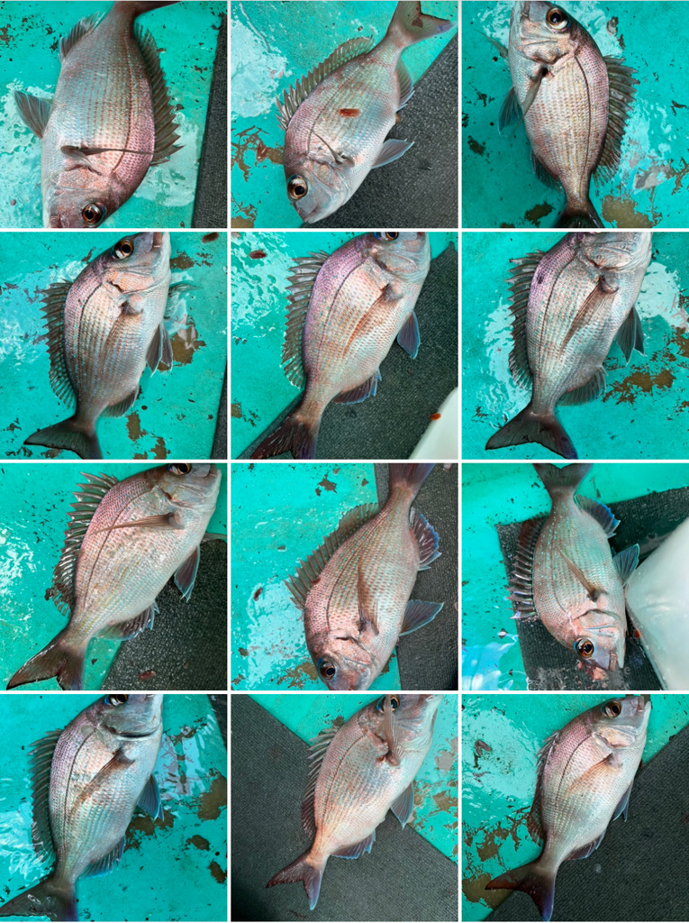 ひとつテンヤ真鯛、大原沖午後便