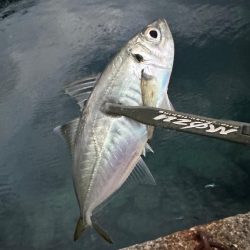 ２日連続尺アジ