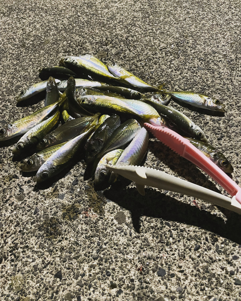 敦賀半島でアジ爆釣