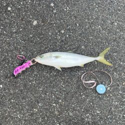 初の日本海デビュー!