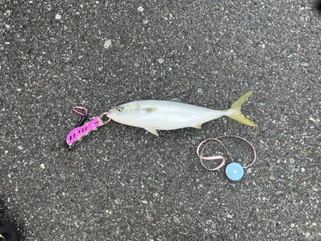 初の日本海デビュー!