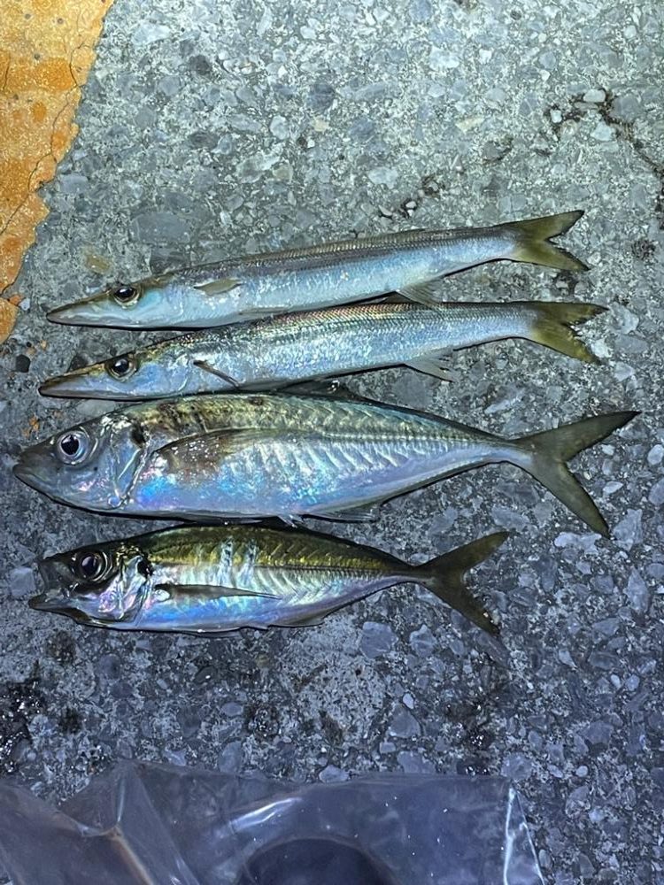 ボクにもサンタが来たみたい