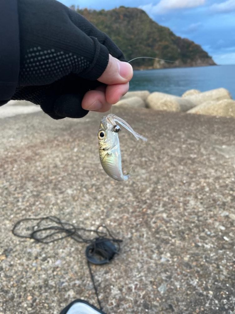 まだまだ好調！日本海アジング 最大30cm！
