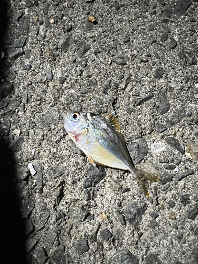 シーバス＋ちょい投げ