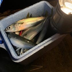 磯釣りの餌確保へ