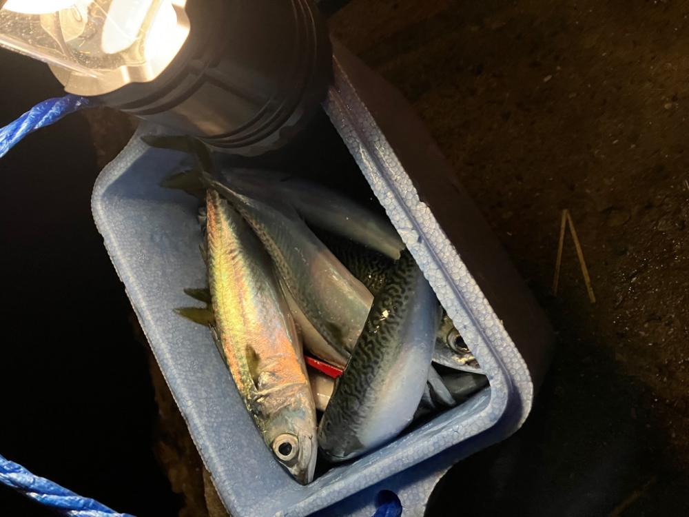 磯釣りの餌確保へ