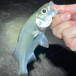 初のジグ単専用機