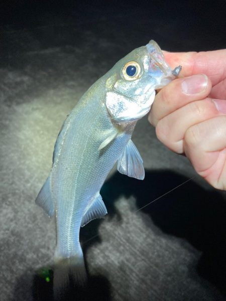 初のジグ単専用機