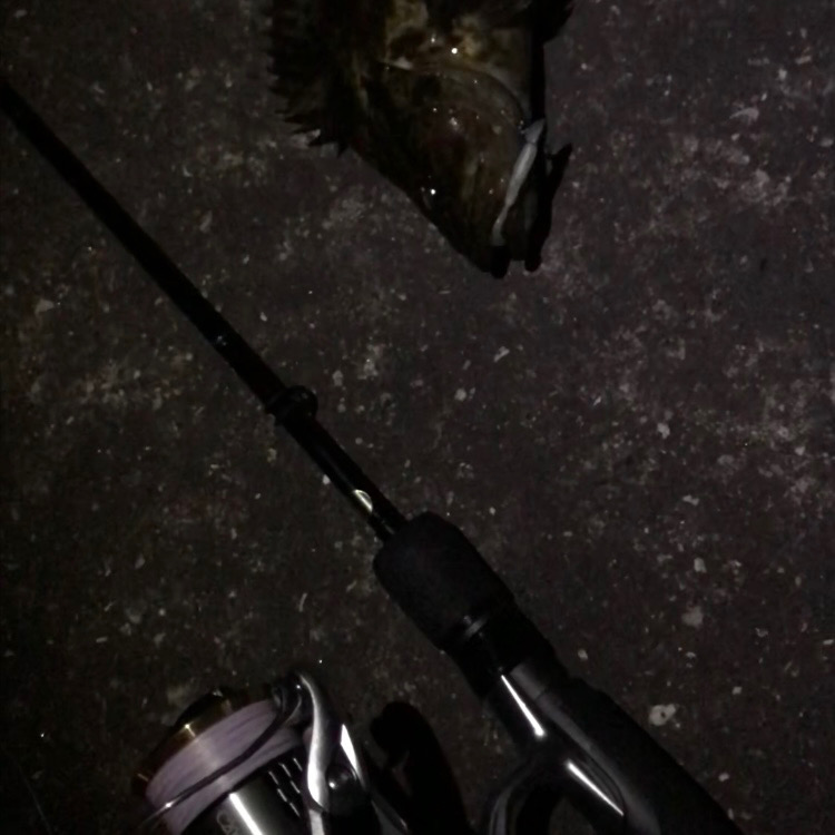 福山港でタケノコメバルゲット!