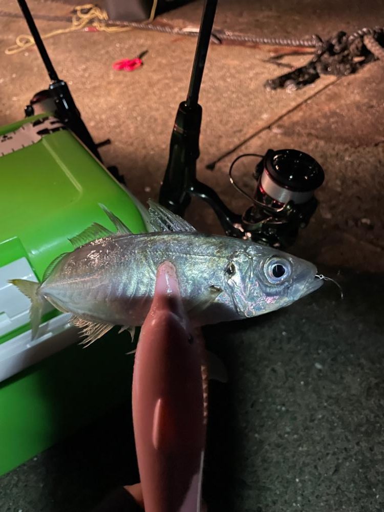 天候はアラレ、外海は荒れ、湾内はアジが荒喰い