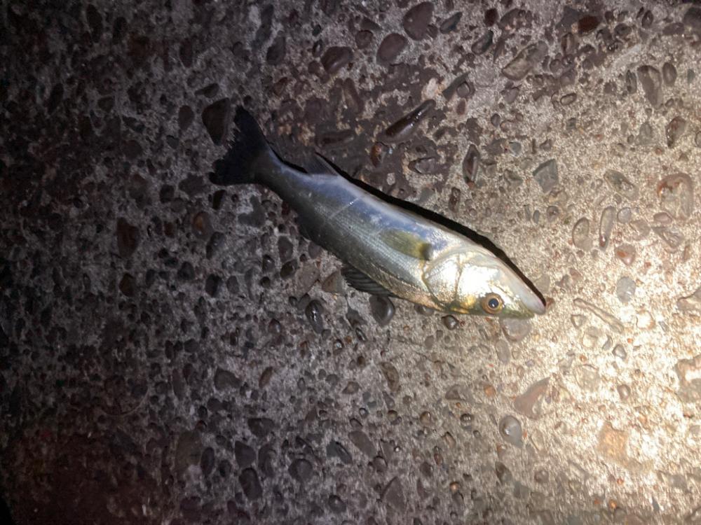 爆釣カマス
