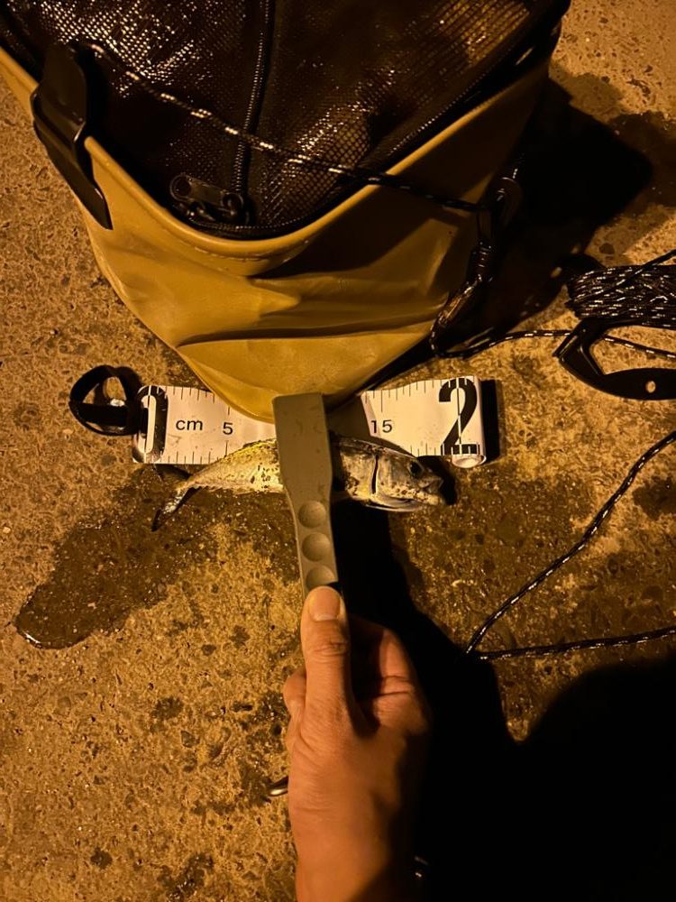 初投稿!そして初アジング釣果