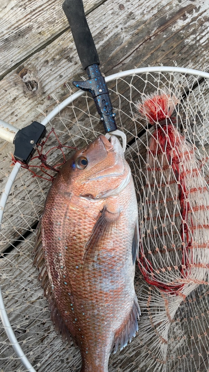 シマアジ確保！