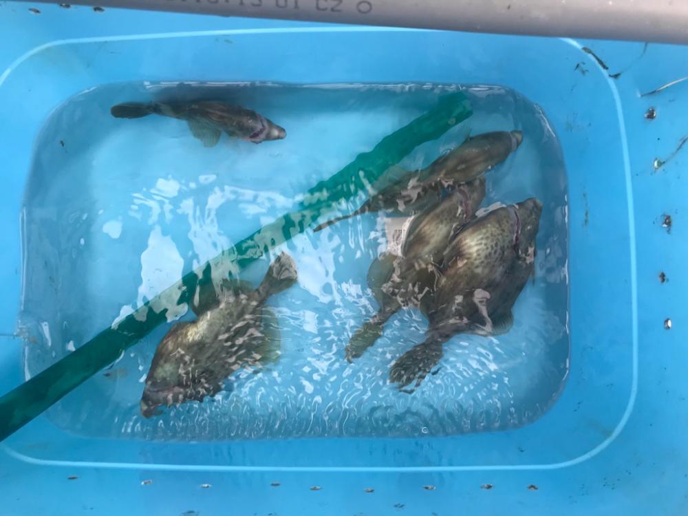 カワハギ&ショウサイフグわ