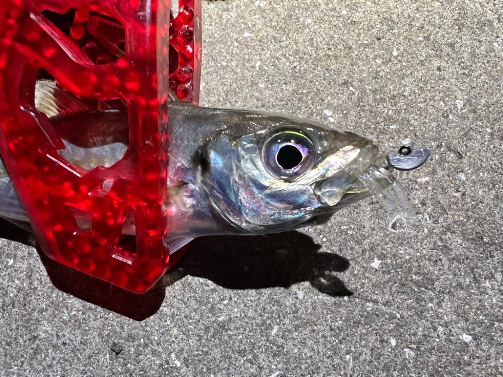 鯵を探して三千里Vel.15