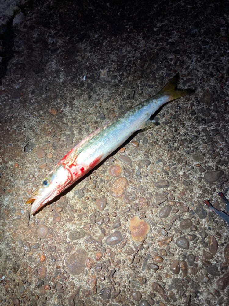 遂に、やっとシーズン突入