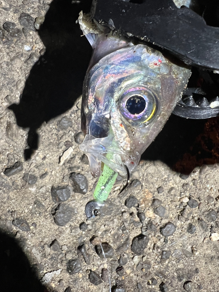 鯵を探して三千里Ver.9