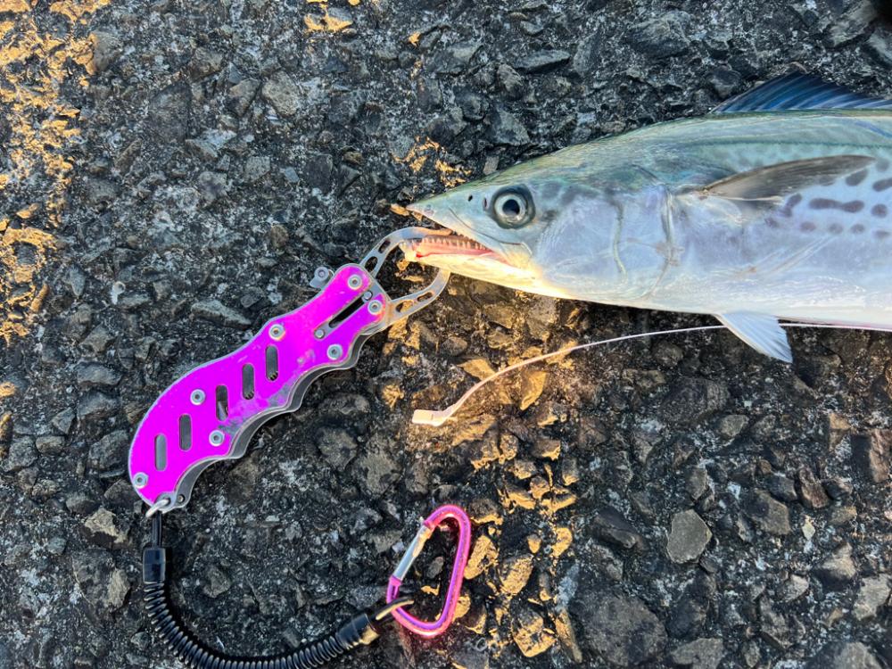 爆釣！ブリ、ハマチ、サゴシ、サワラ、ネイリにサメまで