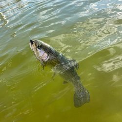 釣れ釣れ　亀岡　プール