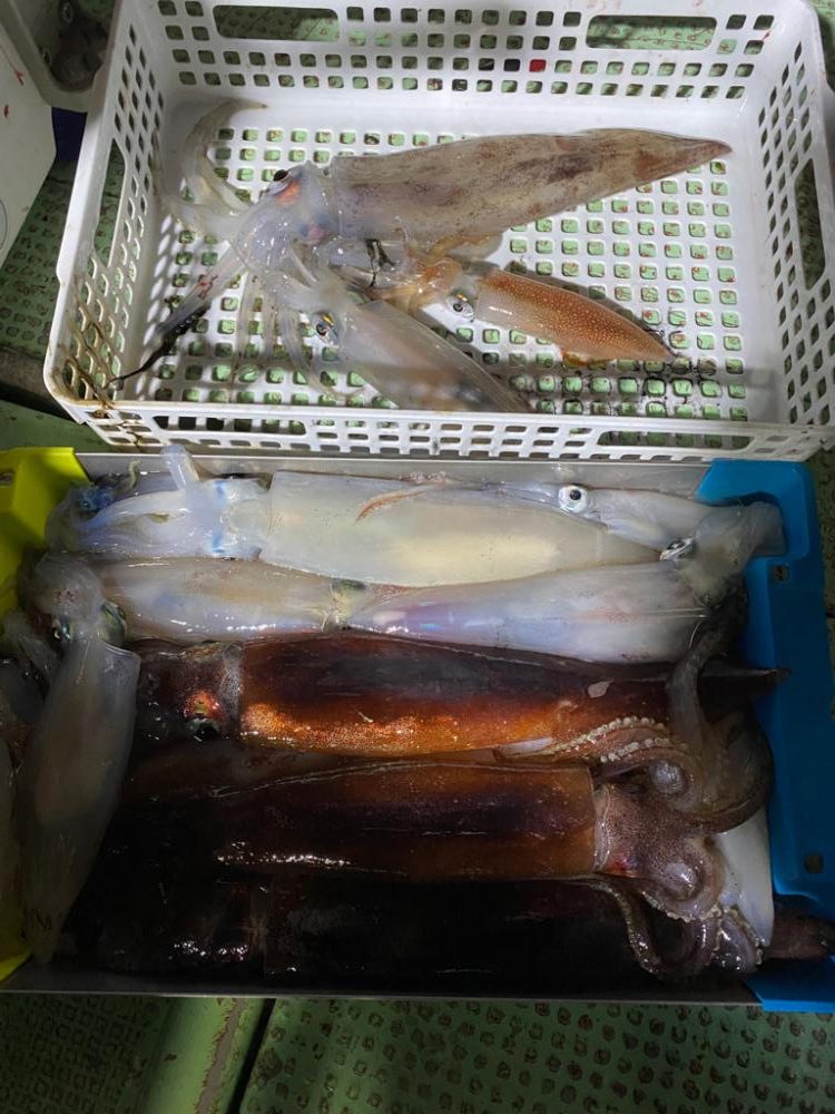 イカメタル＆パチコン