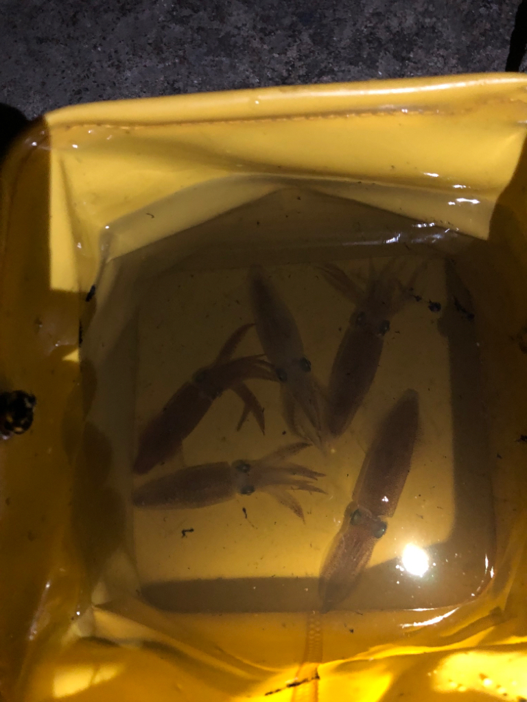 【姫路〜淡路島】大物小物両狙いプラン