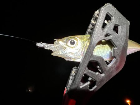 鯵を探して三千里Ver.7 加太港