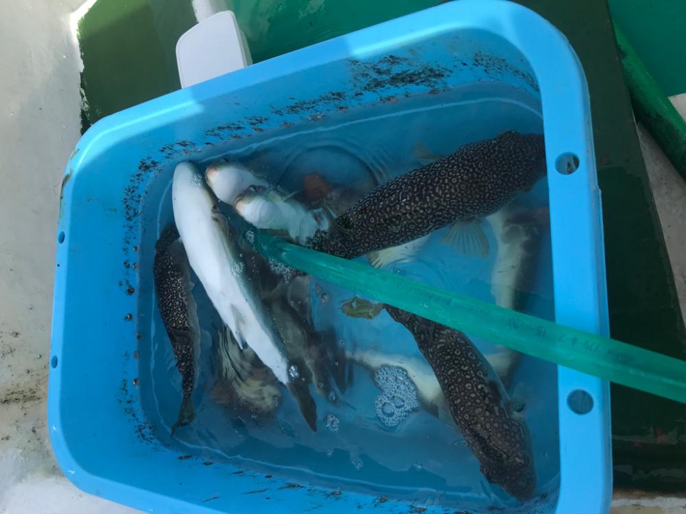 ショウサイフグ