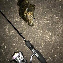 初福山港ライトゲーム！