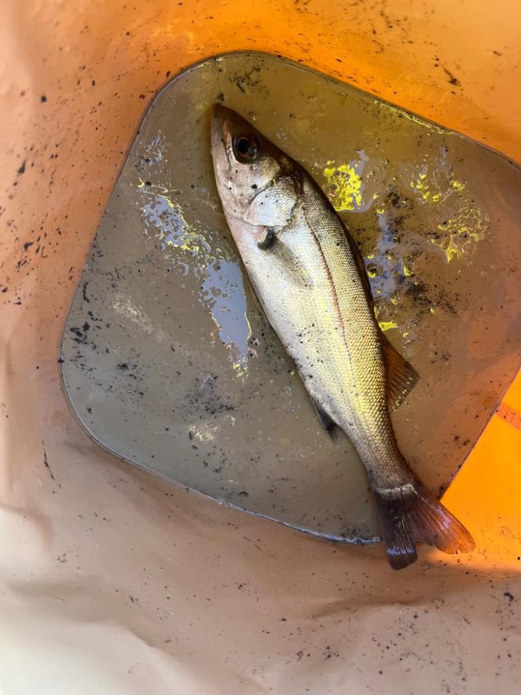 冬の朝の四日市ライトゲーム