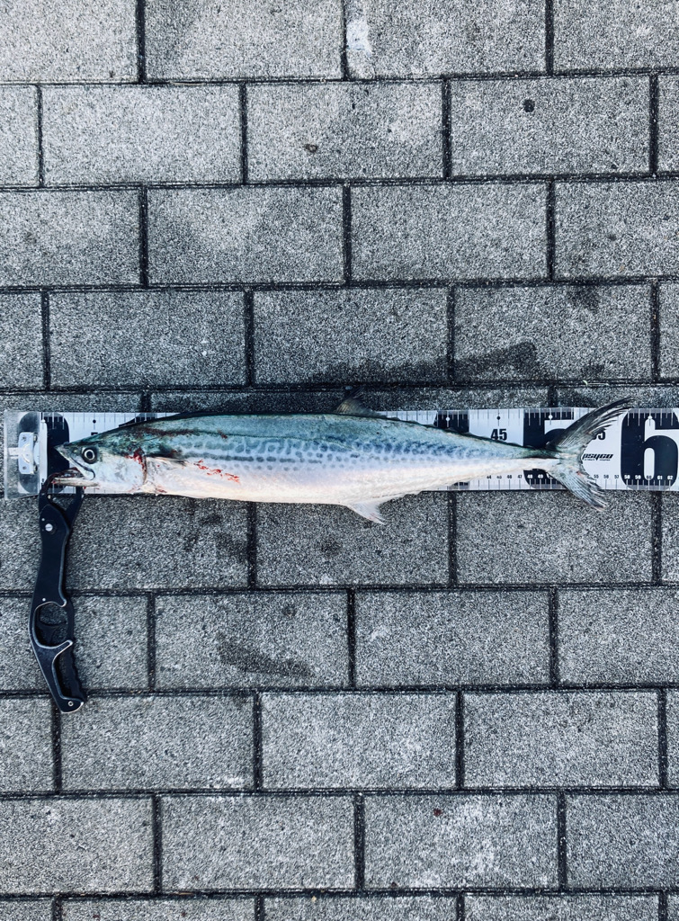 冷たい西北風。。何とか青牙58cm。