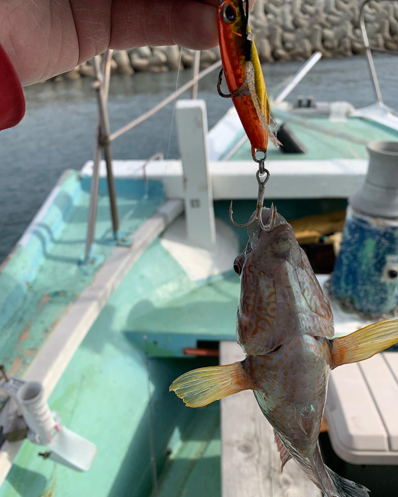 ガシラのち無限ベラ