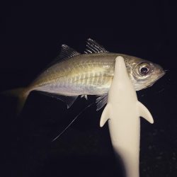 アジングで黒鯛