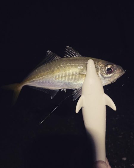 アジングで黒鯛