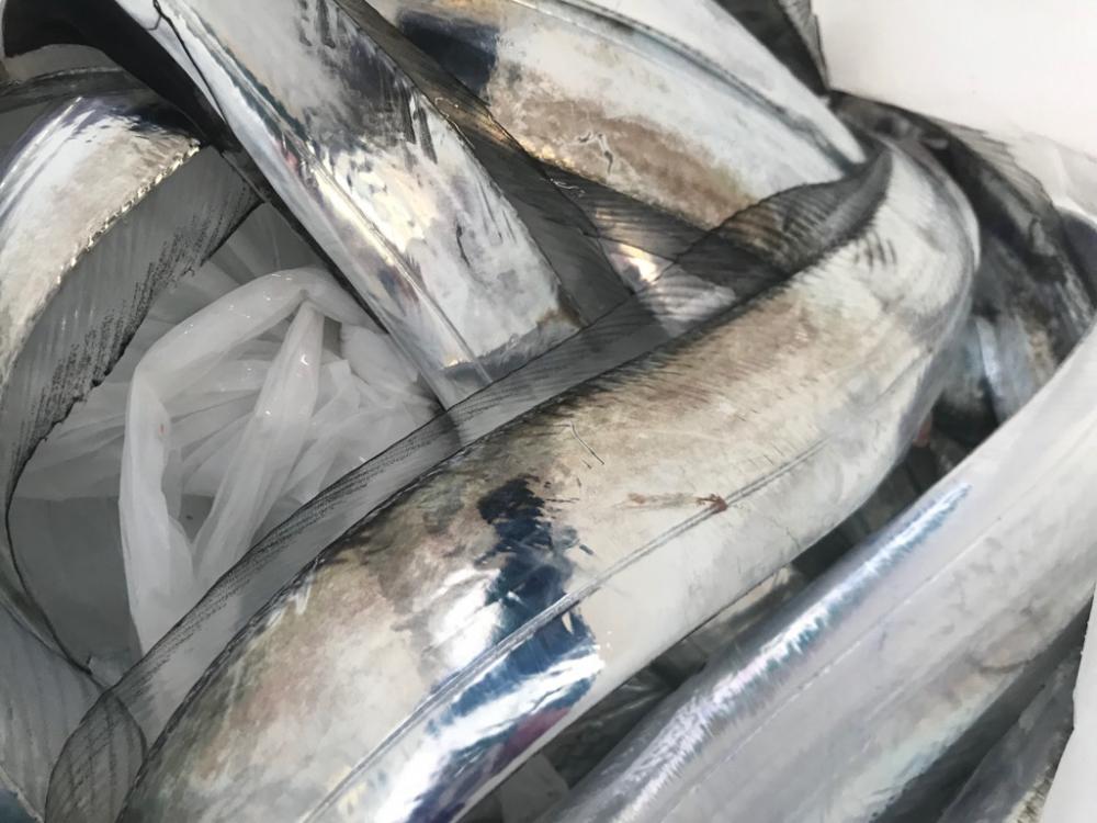 洲本沖タチウオ