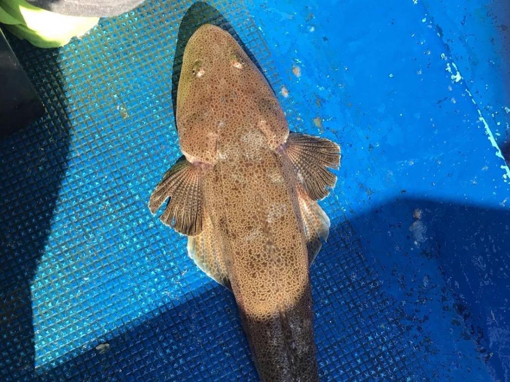 ショウサイフグす