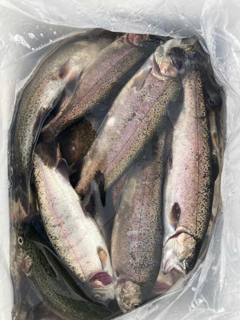 1年ぶりの北方マス釣り場