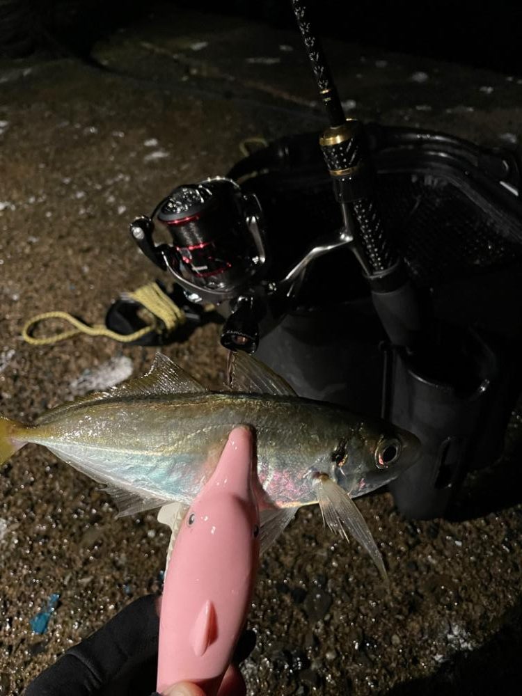 コンスタントにアジ爆釣！【美浜】