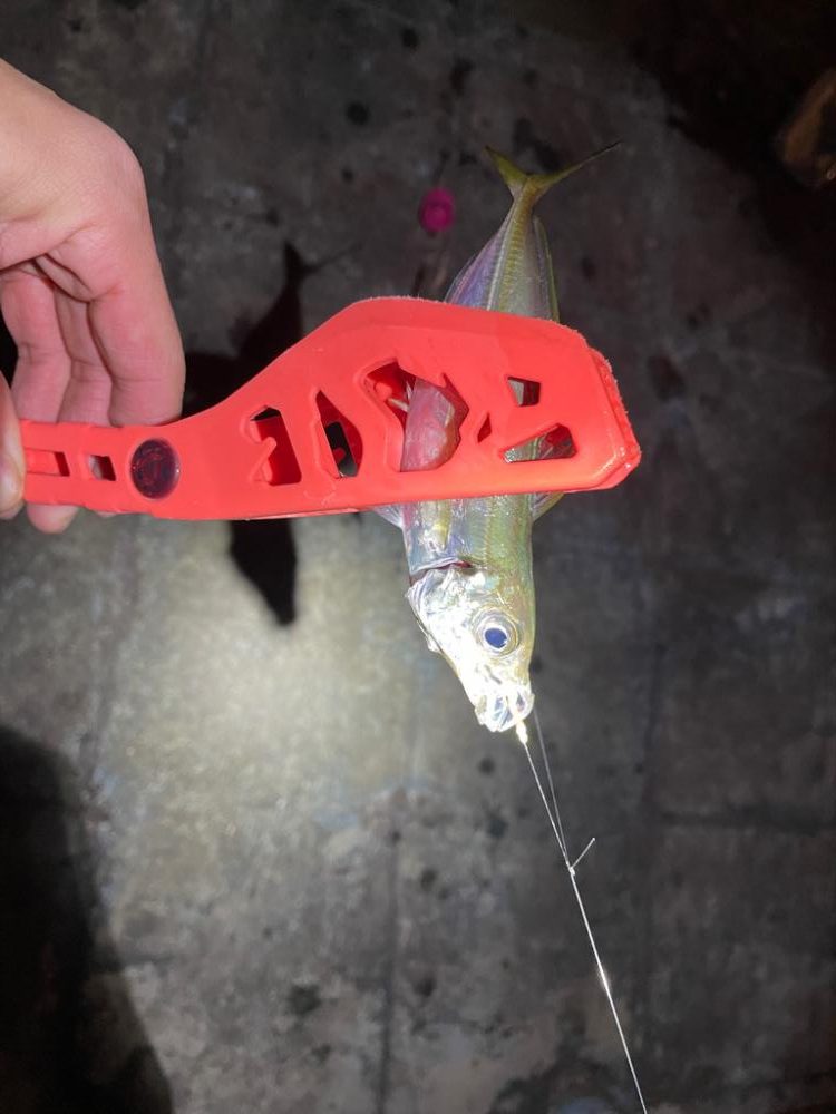 いろいろ釣れました