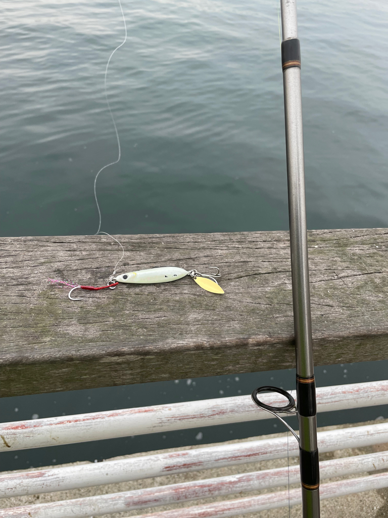 青物釣れましたっ❗️