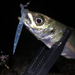 今夜は小さめだが数は好調