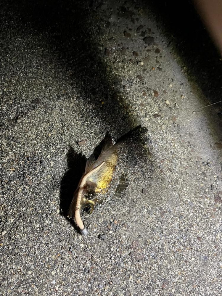 四日市ライトゲームで5目