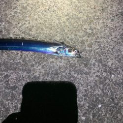 久しぶりの太刀魚