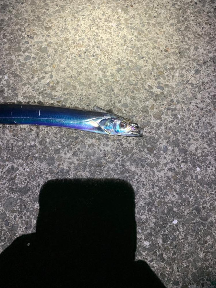 久しぶりの太刀魚