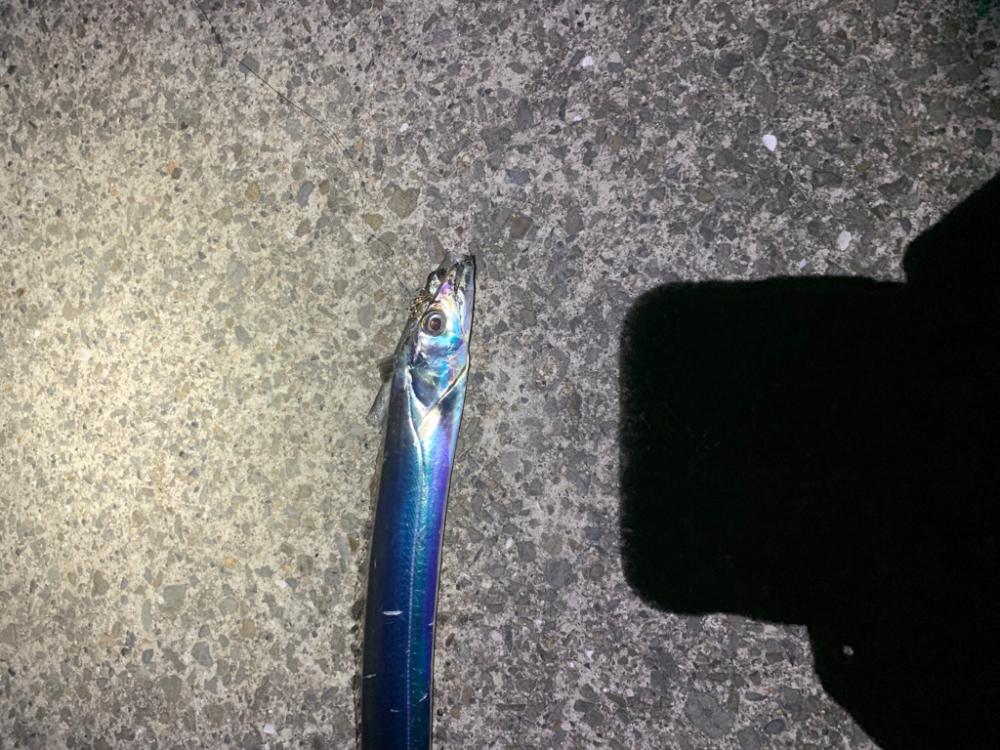 久しぶりの太刀魚